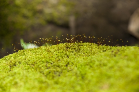 moss on stone の写真素材
