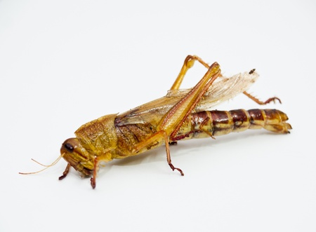 Fried grasshopper の写真素材
