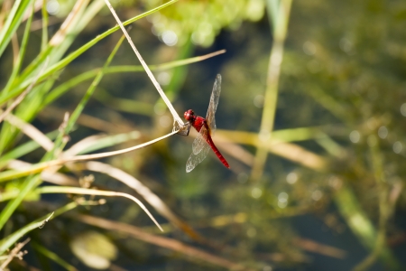 A skimmer dragonfly の写真素材
