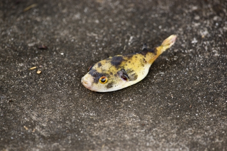 Globefish の写真素材
