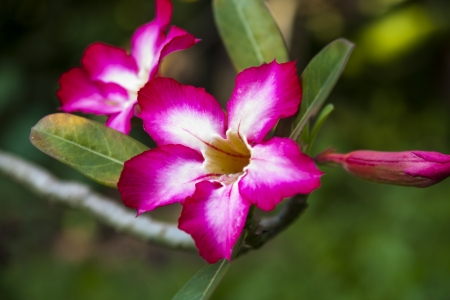 The azalea flowers の写真素材