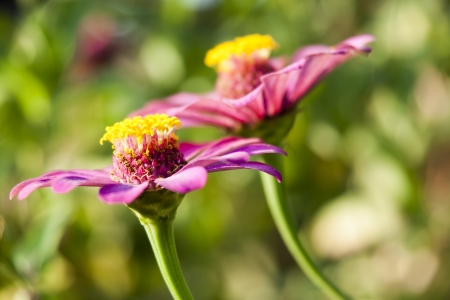 Zinniaの写真素材