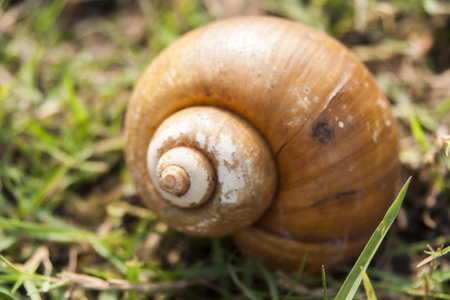 Nautilus