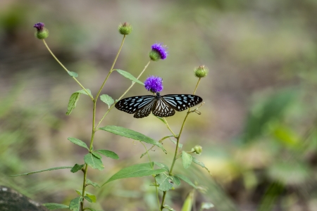 Butterflyの写真素材