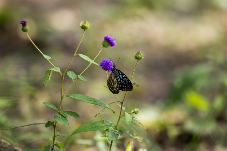 Butterflyの写真素材