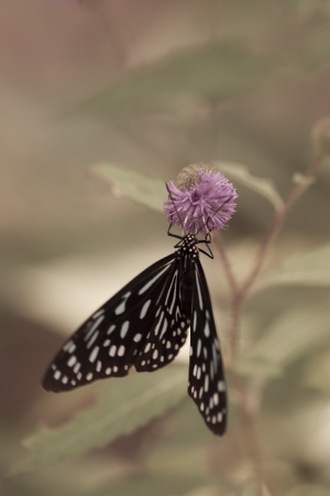 Butterflyの写真素材