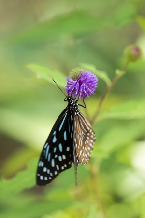 Butterflyの写真素材