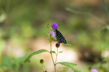 Butterflyの写真素材