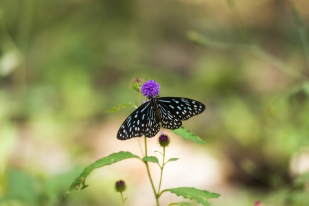 Butterflyの写真素材