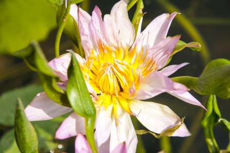 image of a lotus flower on the waterの写真素材
