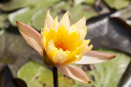 image of a lotus flower on the waterの写真素材