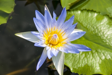 image of a lotus flower on the waterの写真素材