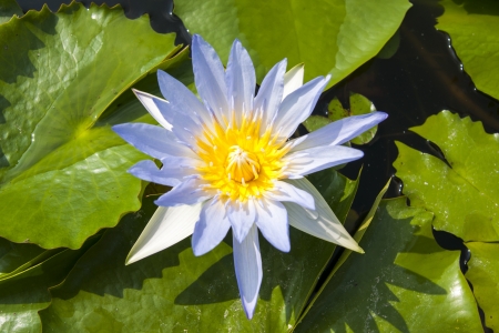 image of a lotus flower on the waterの写真素材