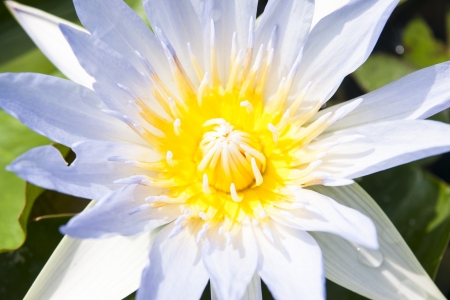 image of a lotus flower on the waterの写真素材