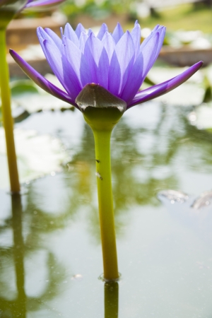 image of a lotus flower on the waterの写真素材