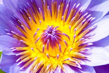 purple lotus flowerの写真素材
