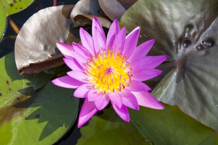 puple flowerの写真素材