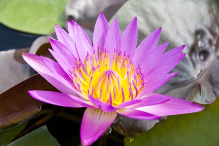lotus on the waterの写真素材