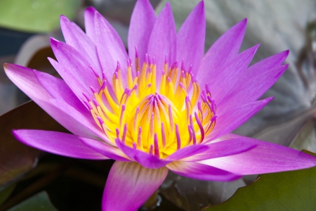 purple lotusの写真素材