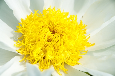 lotus flower close upの写真素材