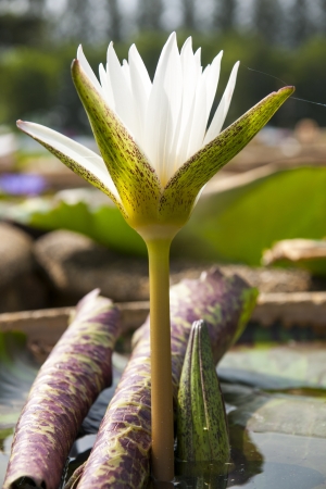 lotus flower on the waterの写真素材