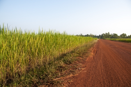 Rural gravel road between agricultural fields  Natural background landscape の写真素材