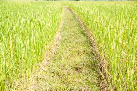 beautiful rice field in thailandの写真素材