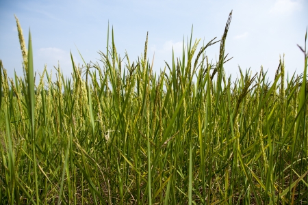 beautiful rice field in thailandの写真素材