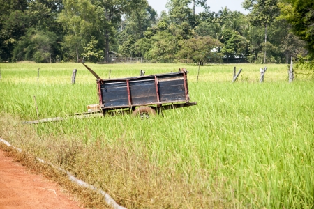 beautiful rice field in thailandの写真素材