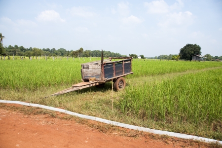 beautiful rice field in thailandの写真素材