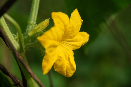 Cucumber in the garden grow on natural way の写真素材