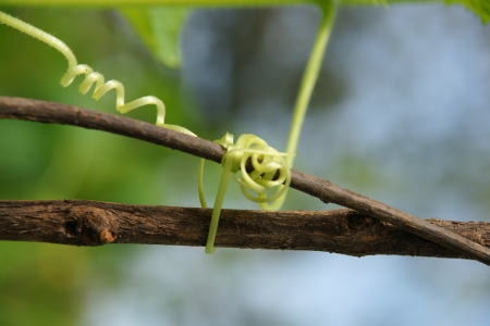 Cucumber in the garden grow on natural way の写真素材