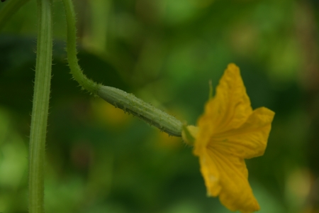 Cucumber in the garden grow on natural way の写真素材