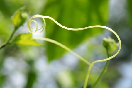 Cucumber in the garden grow on natural way の写真素材