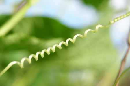 Cucumber in the garden grow on natural way の写真素材