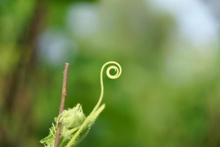 Cucumber in the garden grow on natural way の写真素材