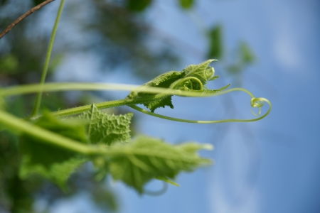 Cucumber in the garden grow on natural wayの写真素材