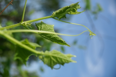 Cucumber in the garden grow on natural wayの写真素材