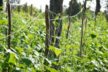 Cucumber in the garden grow on natural wayの写真素材