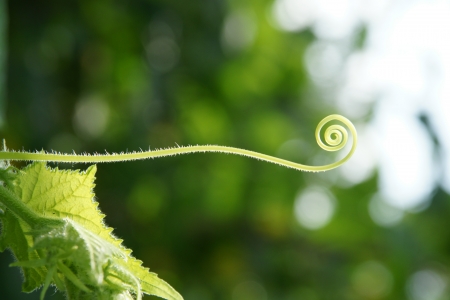 Cucumber in the garden grow on natural wayの写真素材