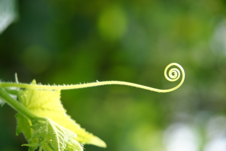 Cucumber in the garden grow on natural wayの写真素材