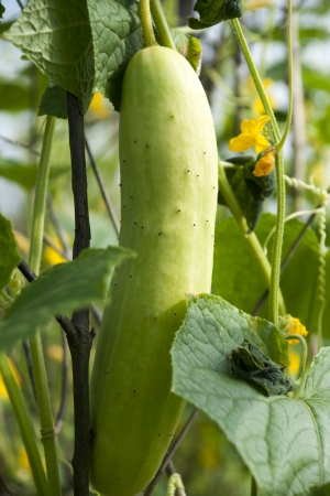 Cucumber in the garden grow on natural wayの写真素材