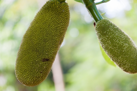 Jackfruit on the tree の写真素材