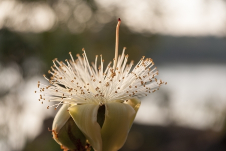 White flower pollen の写真素材