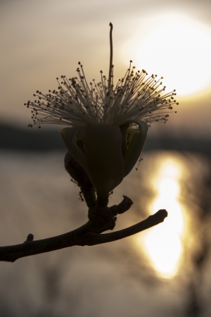 White flower pollen の写真素材