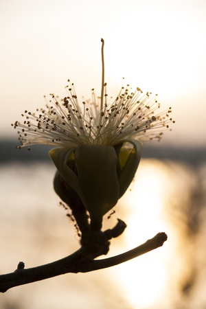 White flower pollen の写真素材