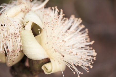 White flower pollen の写真素材