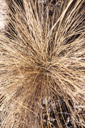 Withered grass の写真素材