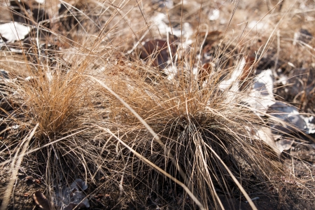 Withered grass の写真素材