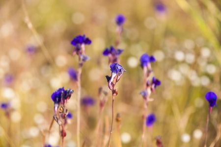 Purple Flower Circle, wildflowers の写真素材